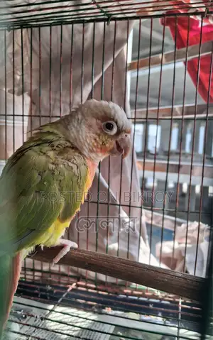 Conure Parrot
