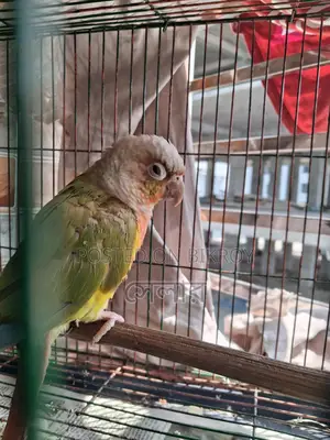 কনূর পাখি