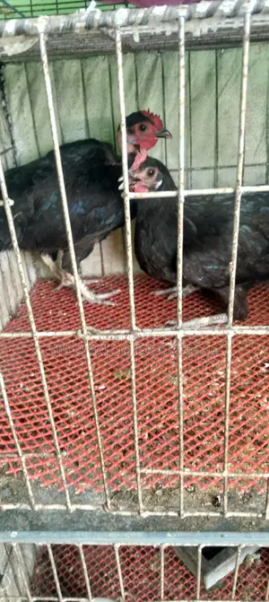 ডিম পাড়া রানিংমুরগী বিক্রি করা হবে