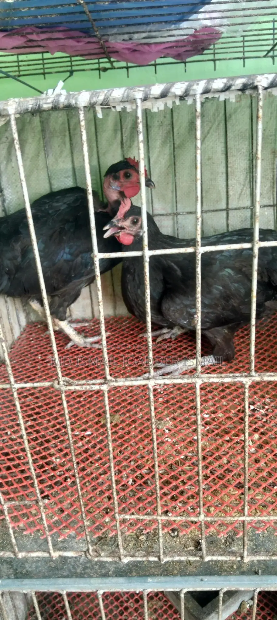 ডিম পাড়া রানিংমুরগী বিক্রি করা হবে