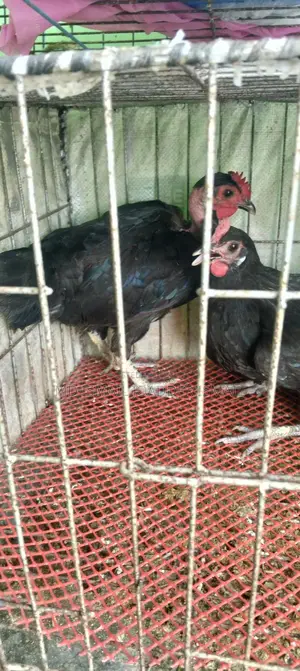 ডিম পাড়া রানিংমুরগী বিক্রি করা হবে
