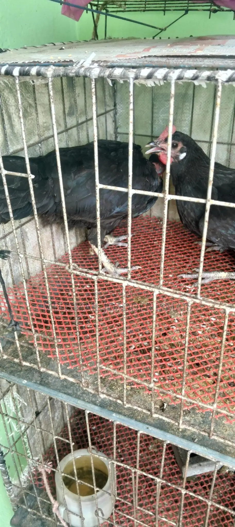 ডিম পাড়া রানিংমুরগী বিক্রি করা হবে
