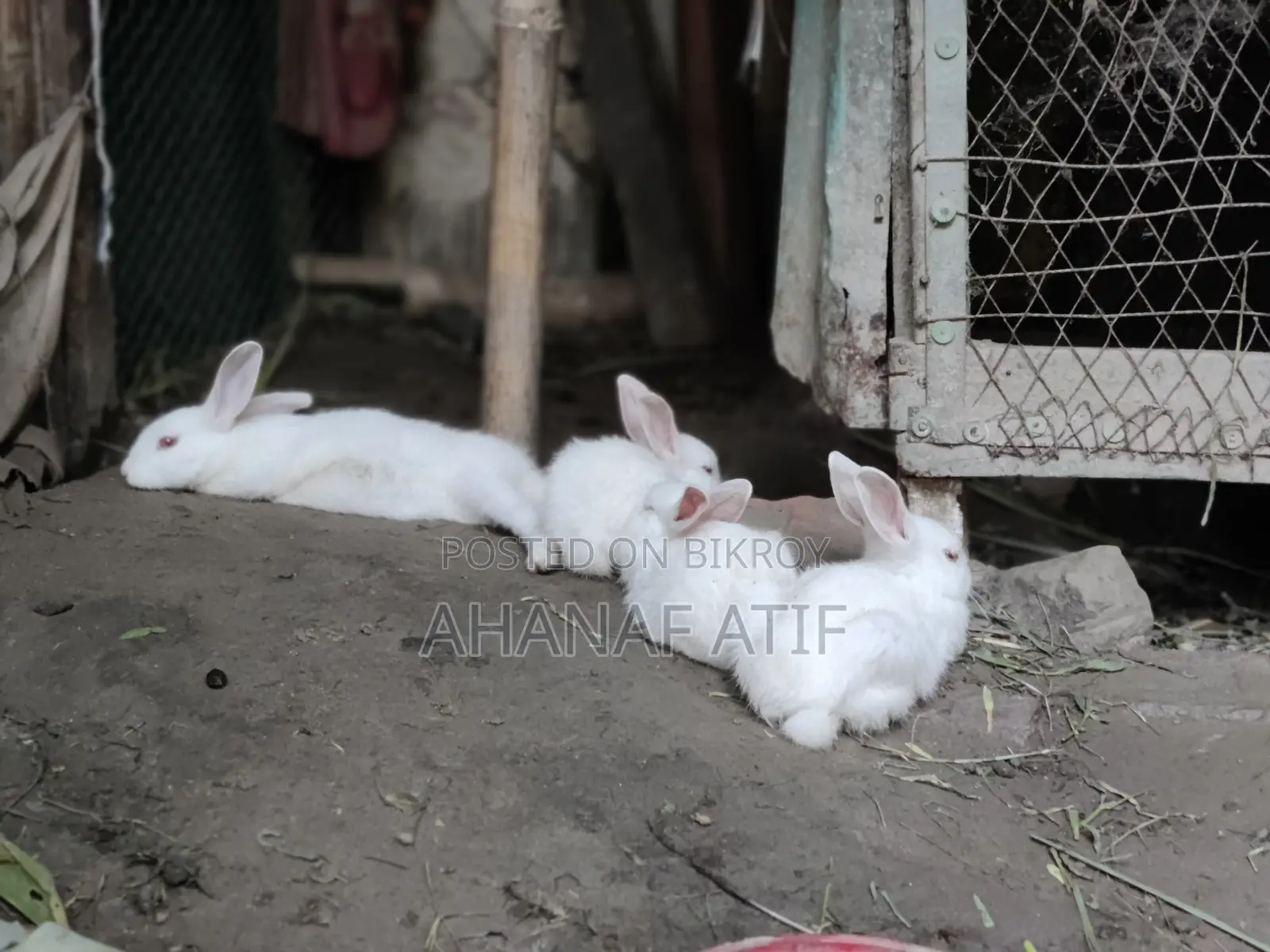 Semi Adult All Types of Rabbits