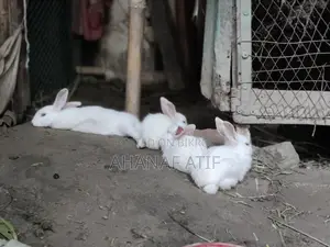 Semi Adult All Types of Rabbits