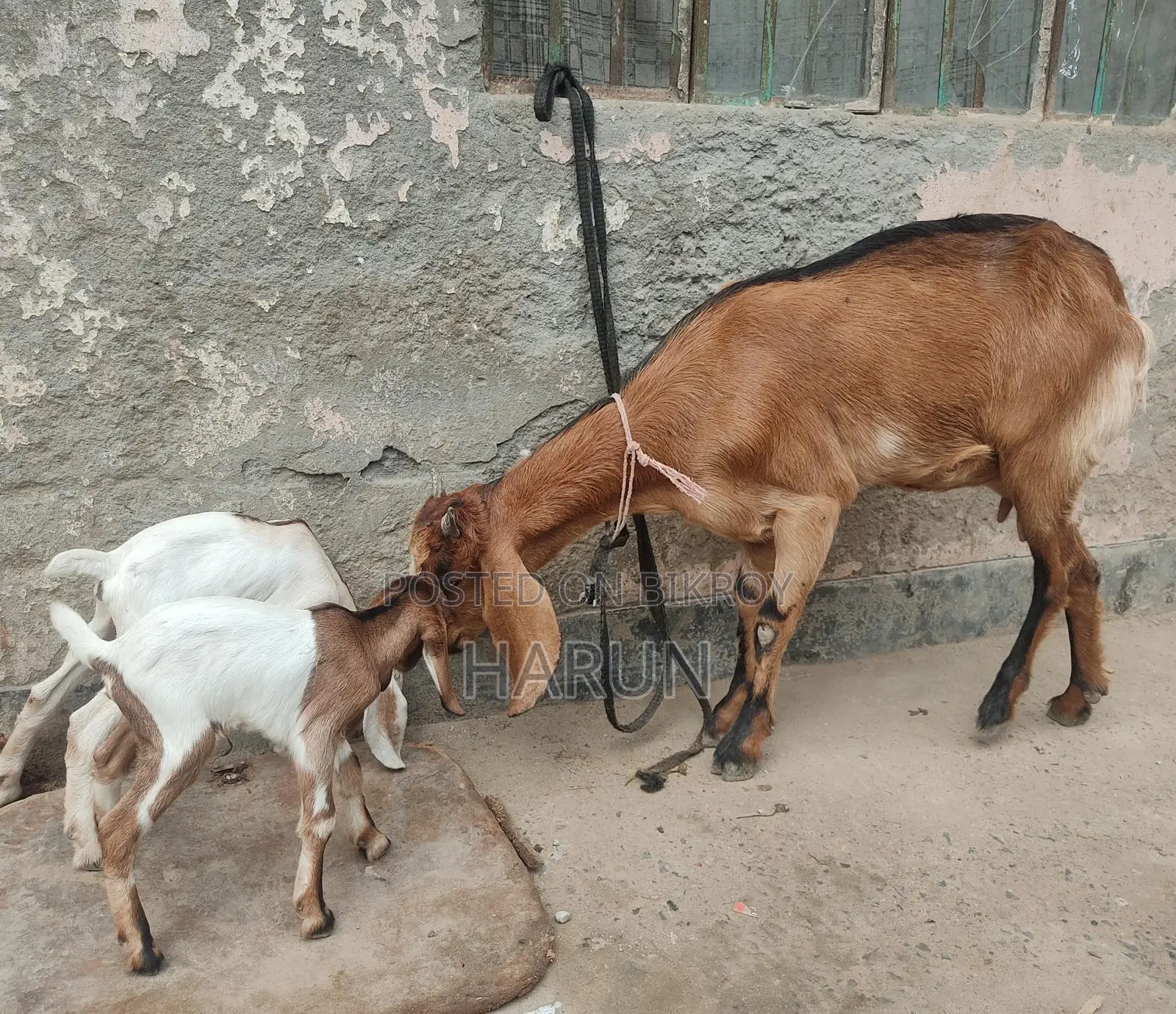 High-Quality Breed Goat
