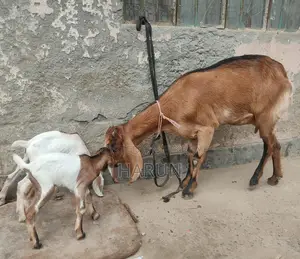 High-Quality Breed Goat