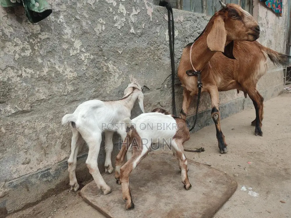 High-Quality Breed Goat