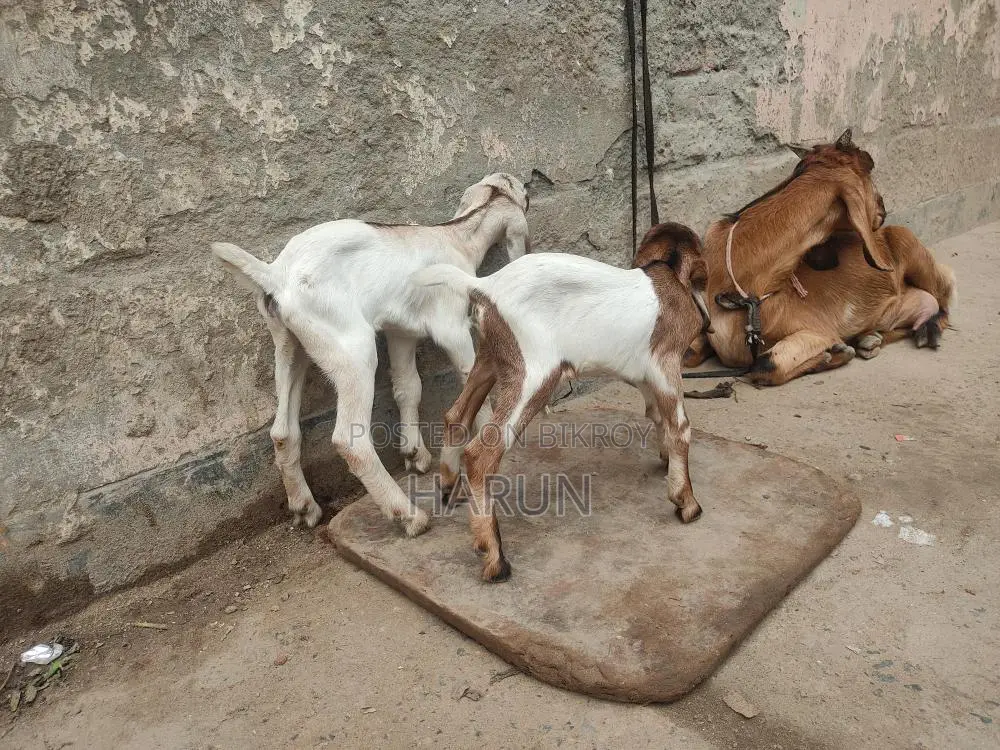 High-Quality Breed Goat