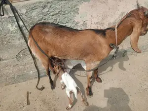 High-Quality Breed Goat