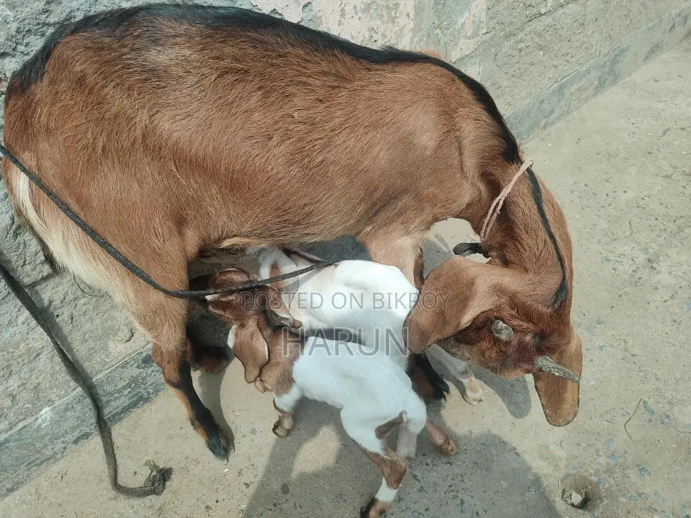 High-Quality Breed Goat