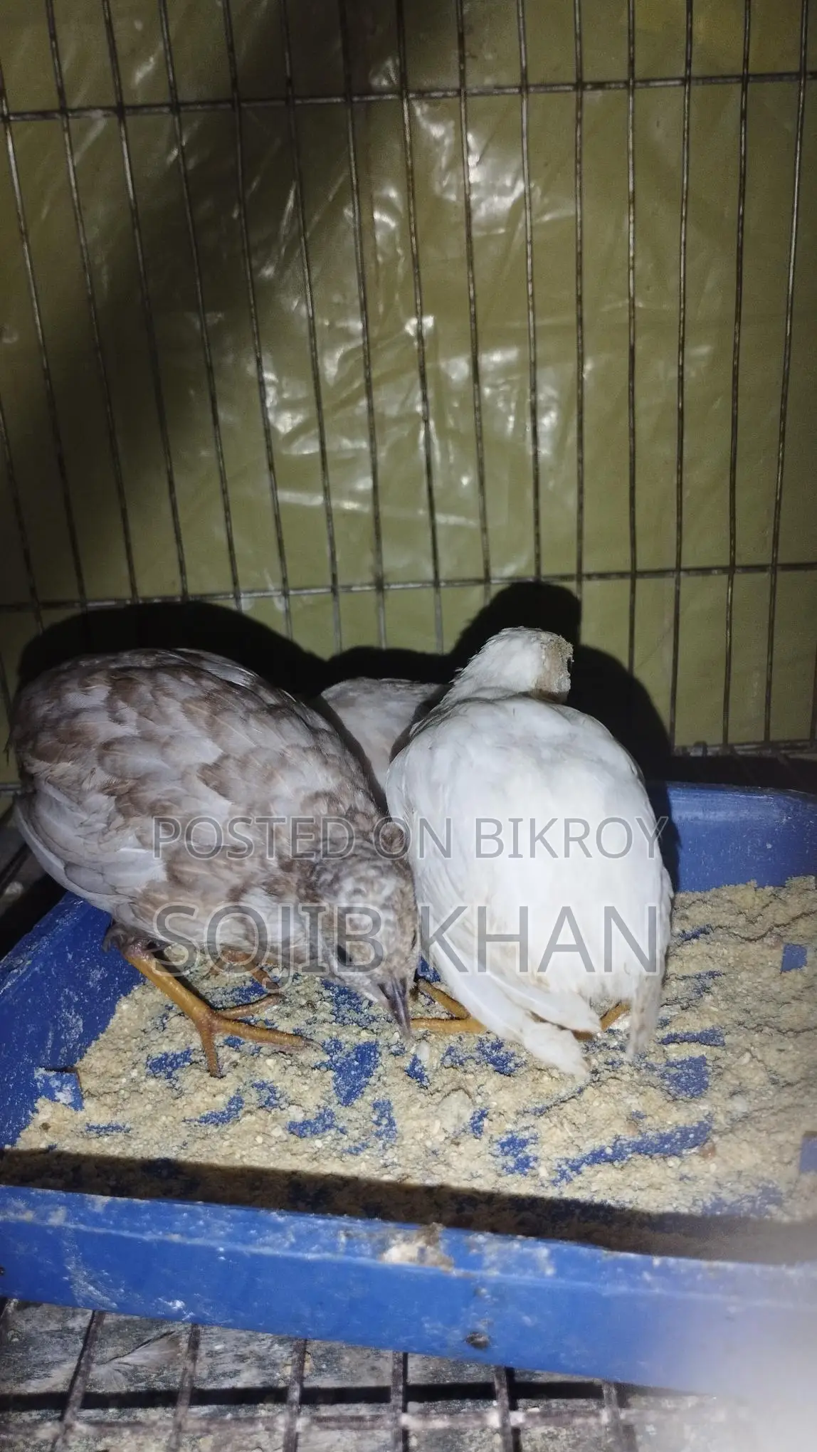 King Quail Chicks for Sale
