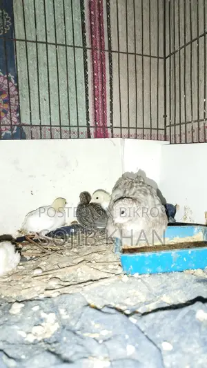 King Quail Chicks for Sale