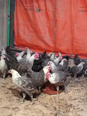 Egyptian Fayoumi Chickens