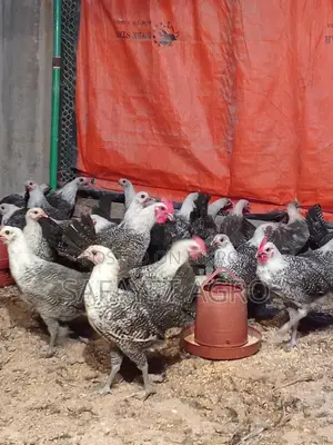 Egyptian Fayoumi Chickens