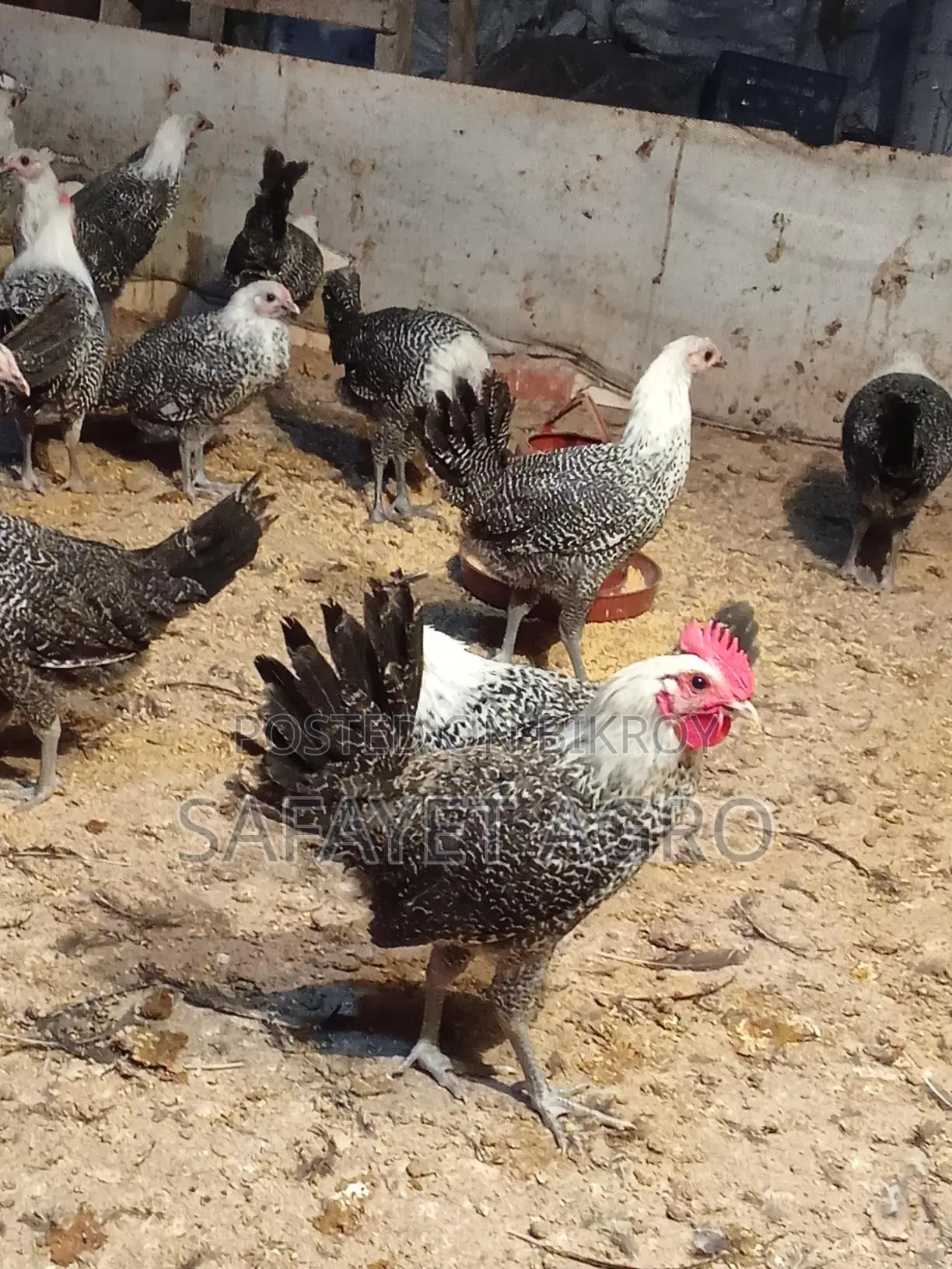 Egyptian Fayoumi Chickens