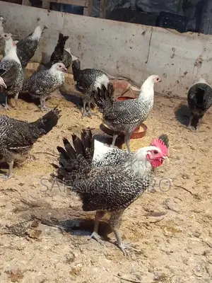 Egyptian Fayoumi Chickens