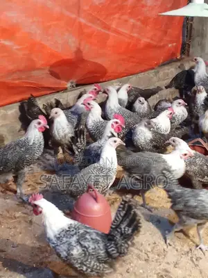 Egyptian Fayoumi Chickens