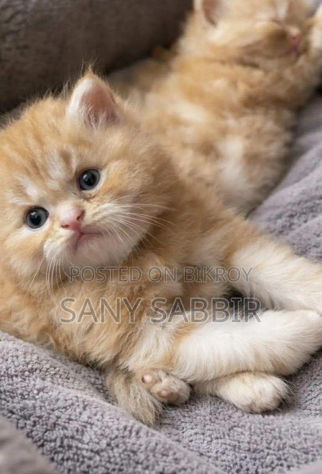 High Nutrition Pure Breed Cat Kittens For Sale