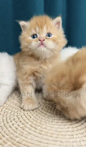 High Nutrition Pure Breed Cat Kittens For Sale