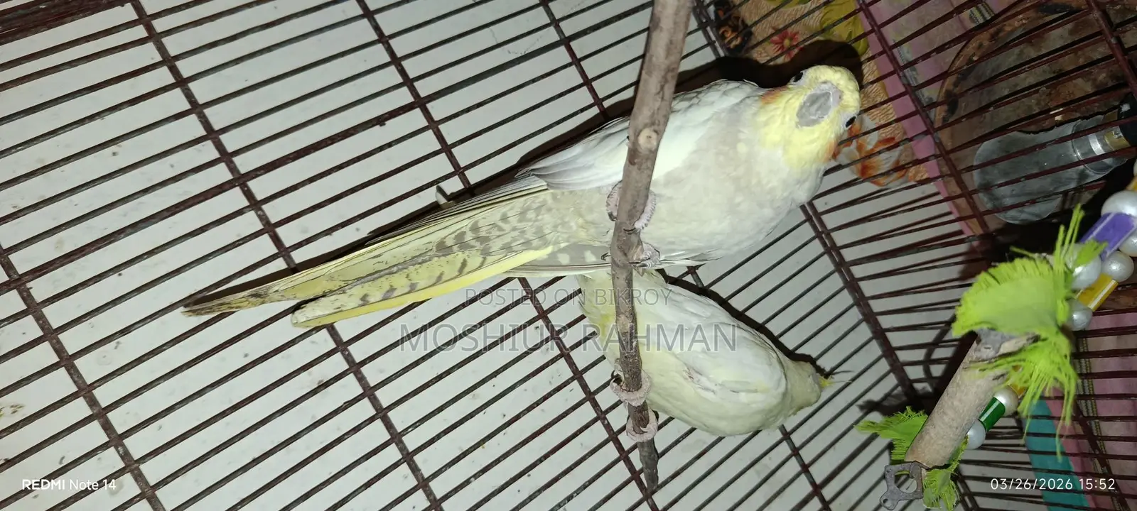 Cockatiel Birds