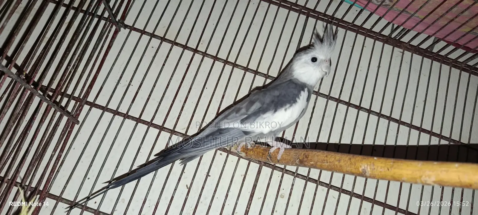 Cockatiel Birds