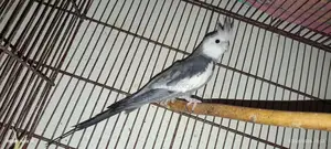 Cockatiel Birds