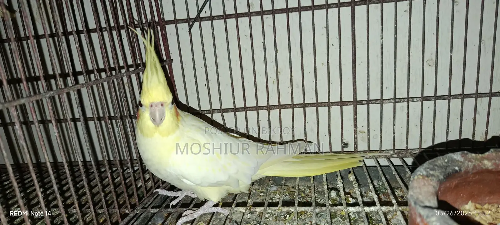 Cockatiel Birds