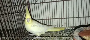 Cockatiel Birds