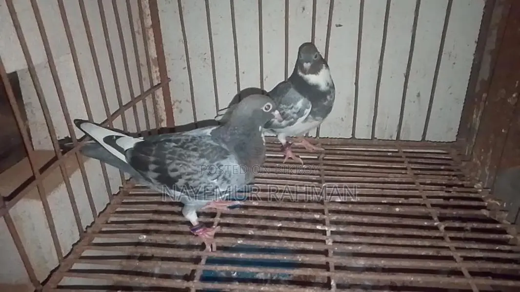 Racer, Locka, and Giribaz Pigeons (Combo Pack)