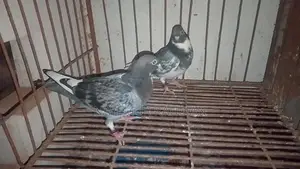 Racer, Locka, and Giribaz Pigeons (Combo Pack)