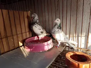 Racer, Locka, and Giribaz Pigeons (Combo Pack)