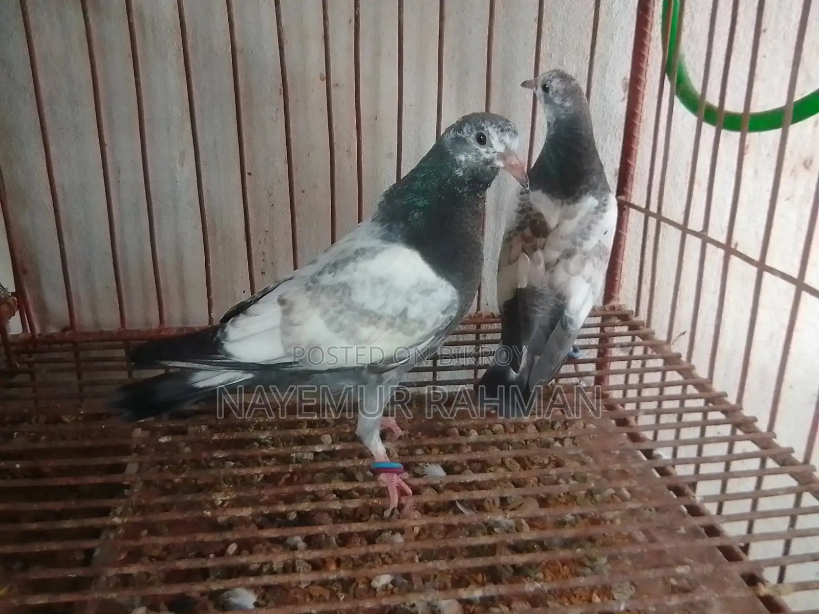 Racer, Locka, and Giribaz Pigeons (Combo Pack)