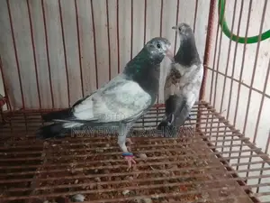 Racer, Locka, and Giribaz Pigeons (Combo Pack)