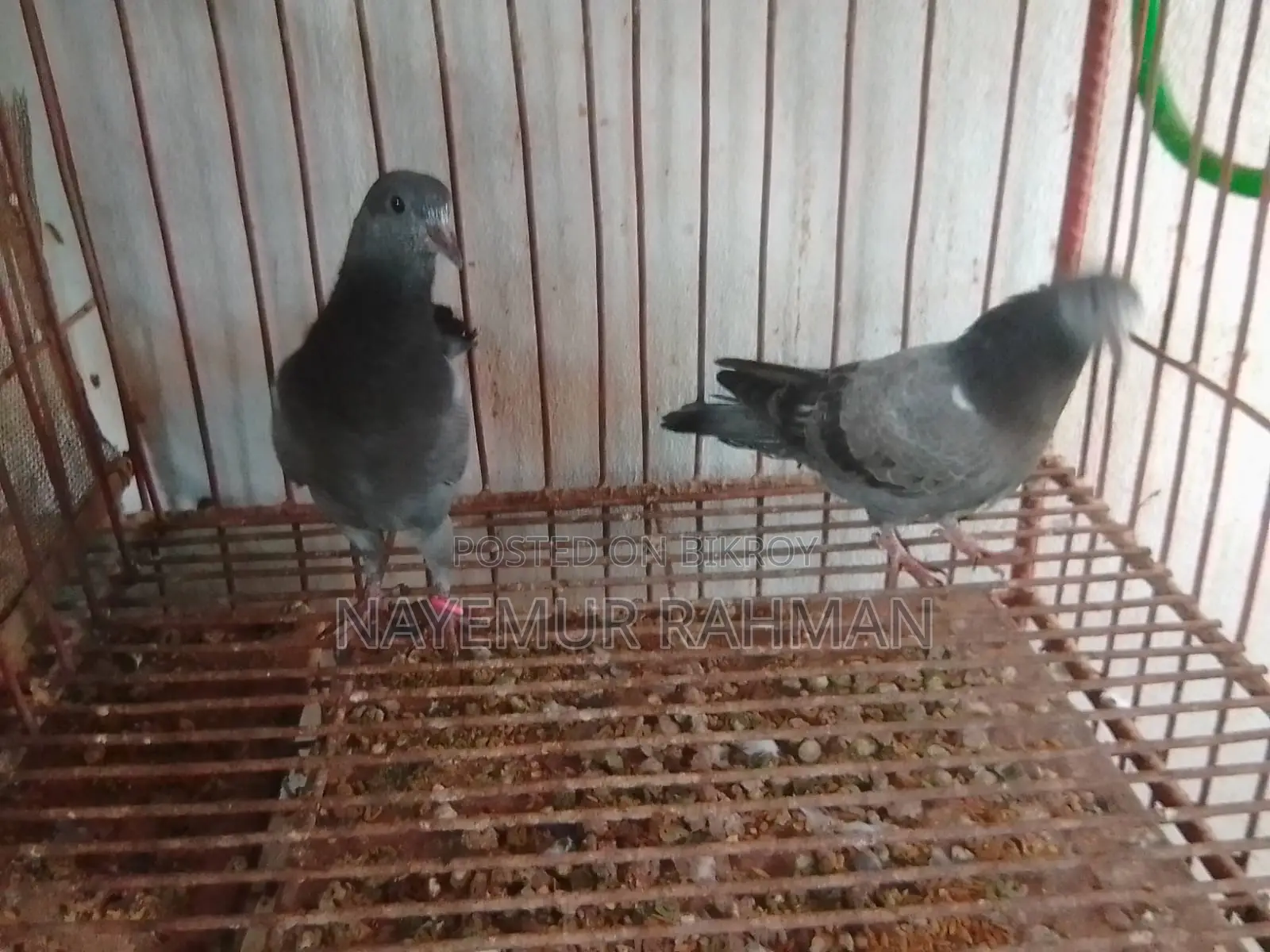 Racer, Locka, and Giribaz Pigeons (Combo Pack)