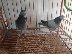 Racer, Locka, and Giribaz Pigeons (Combo Pack)