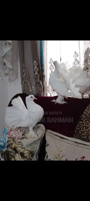 Racer, Locka, and Giribaz Pigeons (Combo Pack)