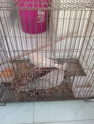 Dove Birds