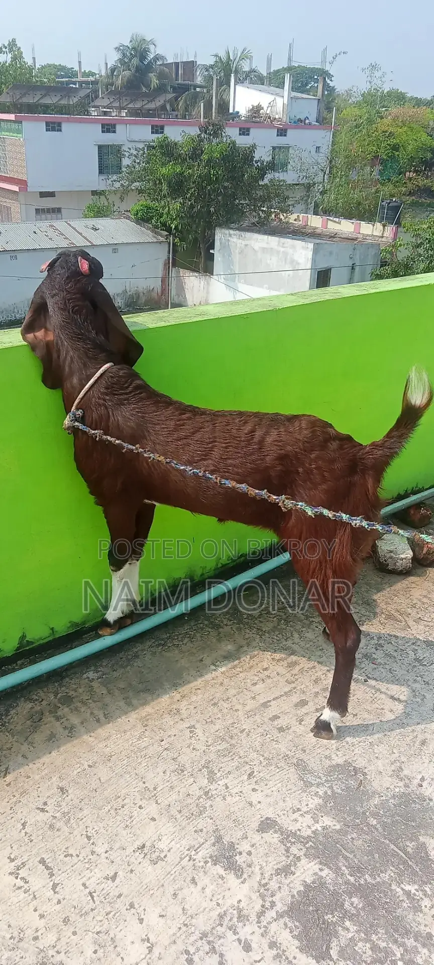 Totapuri Goat for Sale