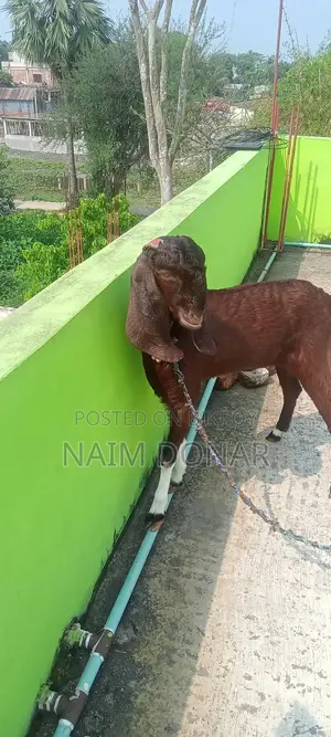 Totapuri Goat for Sale