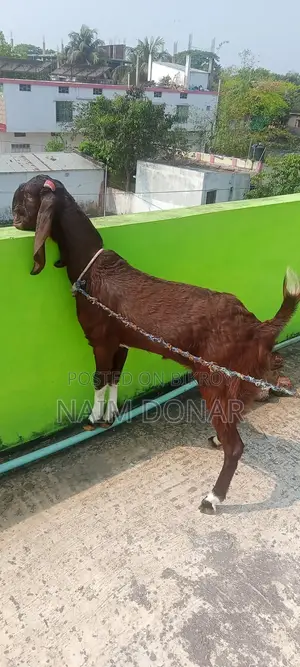 Totapuri Goat for Sale
