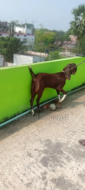 Totapuri Goat for Sale