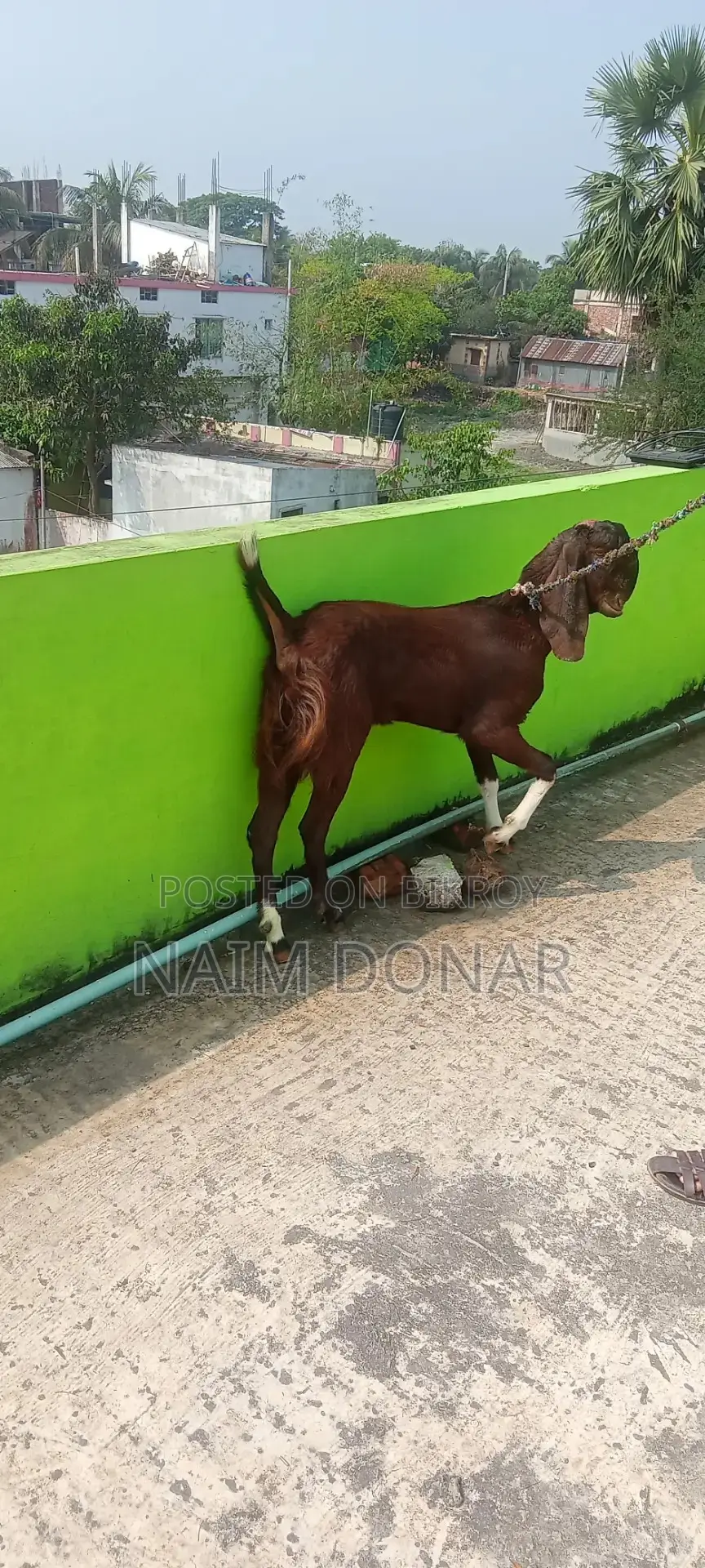 Totapuri Goat for Sale