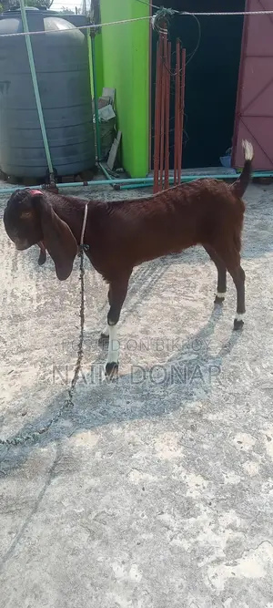 Totapuri Goat for Sale