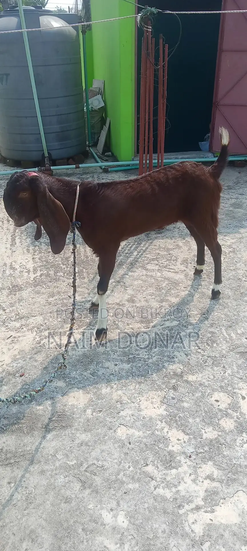 Totapuri Goat for Sale