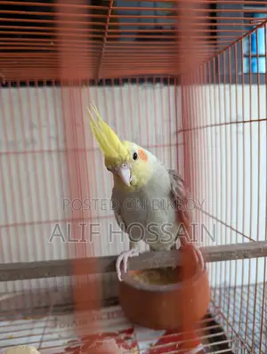 ককাটেইল মেল