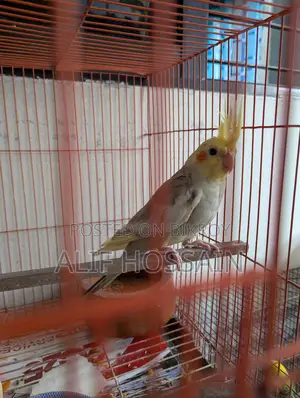 ককাটেইল মেল