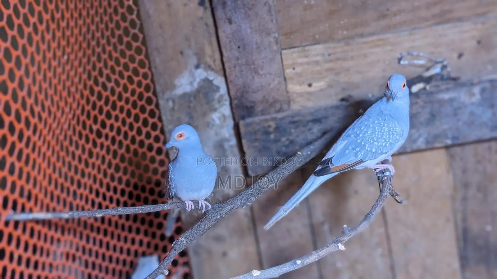 Diamond Dove Birds