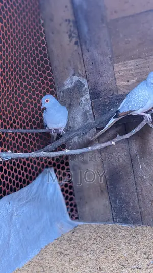 Diamond Dove Birds