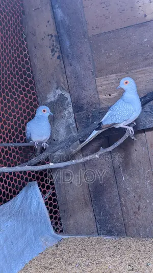 Diamond Dove Birds