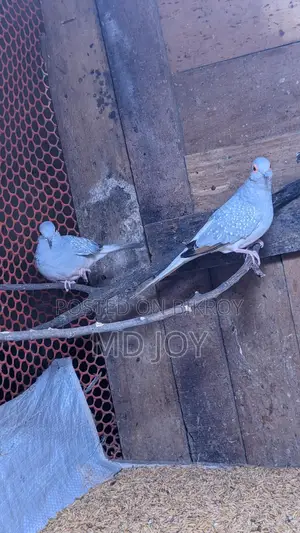 Diamond Dove Birds